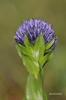 Echte Kugelblume (Globularia punctata)